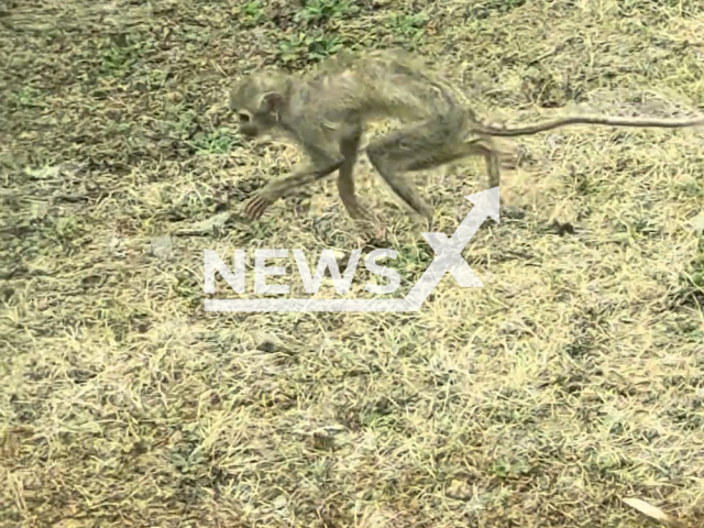 Video shows the thin monkey at Tangshan zoo in China, undated. The staff from the zoo stated that the monkey was healthy. Note: Photo is a screenshot from a video. (AsiaWire)