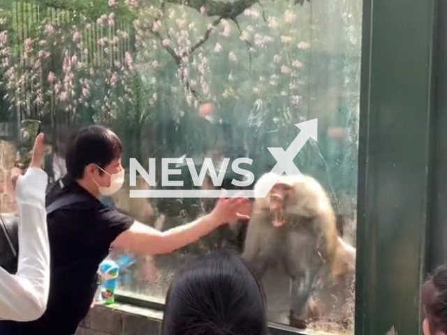 Woman angers baboon by slapping the glass at Wuxi zoo in China. Note: Photo is a screenshot from the video (1697066699/AsiaWire)