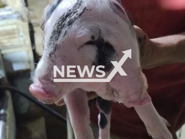 Picture shows piglet with two heads born in the rural area of ​​Alfredo Chaves, Brazil. Note: Private photo. (Newsflash)