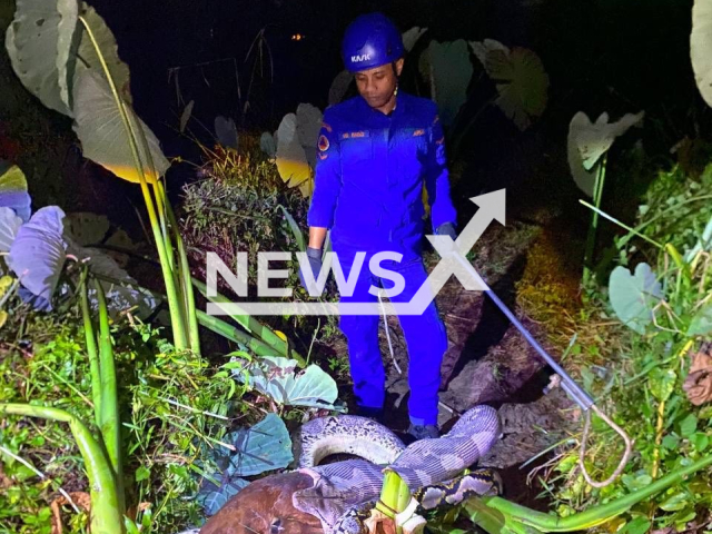 Picture shows the python that swallowed a five-month-old calf in Baling, Kedah in Malaysia, March 29, 2026. Note: Photo from civil defense. (@apm.baling/Newsflash)