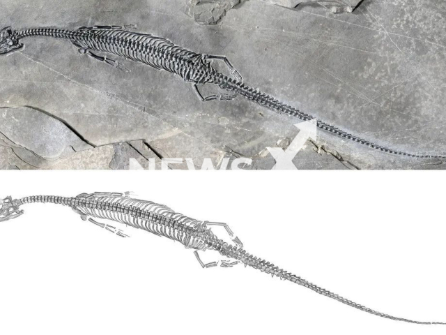 Fossil of marine reptile with world's longest tail discovered in China. Note: Image is from Institute of Ancient Spine, Chinese Academy of Sciences. (Institute of Ancient Spine, Chinese Academy of Sciences/AsiaWire)