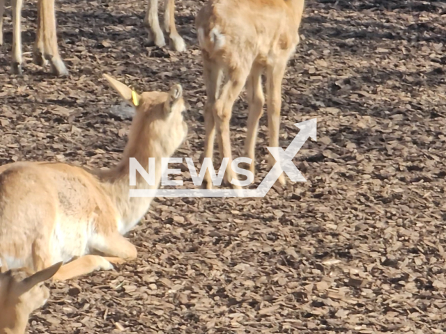 Footage shows antelopes at Schoenbrunn Zoo in Vienna, Austria, filmed on 1 April 2026. A blackbuck antelope was shot at the zoo on 29th March 2026. Note: Photo is a screenshot from a video. (Newsflash)