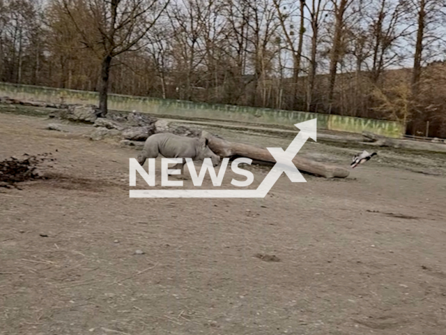 Baby rhino chases duck through enclosure at the Schmiding Zoo in Krenglbach, Austria, undated. Note: Photo is a screenshot from a video. (Zoo Schmiding/Newsflash)