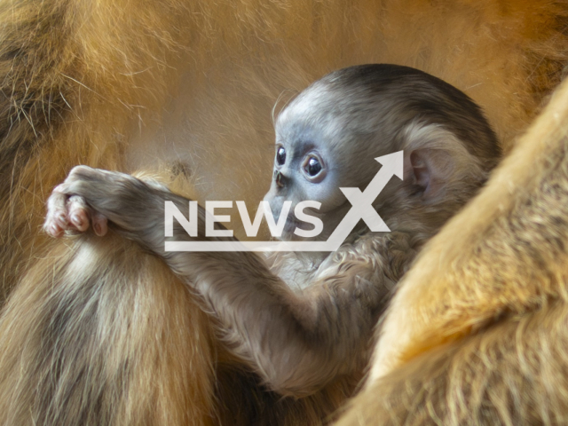 For the very first time, a golden snub-nosed monkey, one of the rare and protected primates in the world, has been born in Belgium, at Pairi Daiza. Note: Photo obtained from the zoo. (Pairi Daiza/Newsflash)