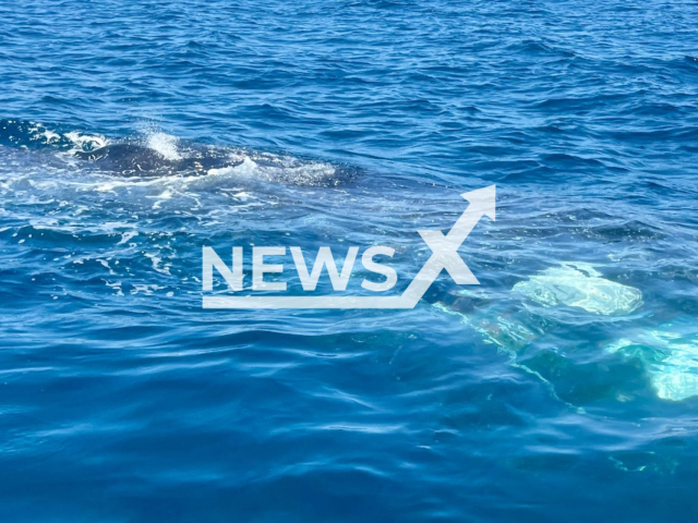 Rescuers free humpback whale from entanglement in Baja California Sur, Mexico, March 2026. Note: Photo from Conanp. (CONANP/Newsflash)