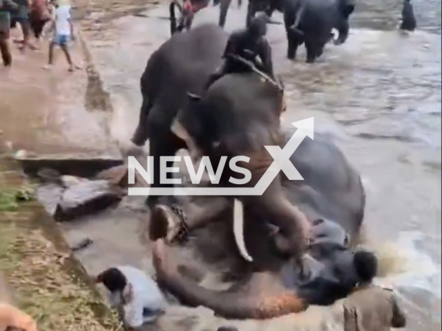 A woman is crushed to death by two elephants in Kodagu district, India, undated. She died. Note: Photo is a screenshot from a video. (Newsflash/NX)