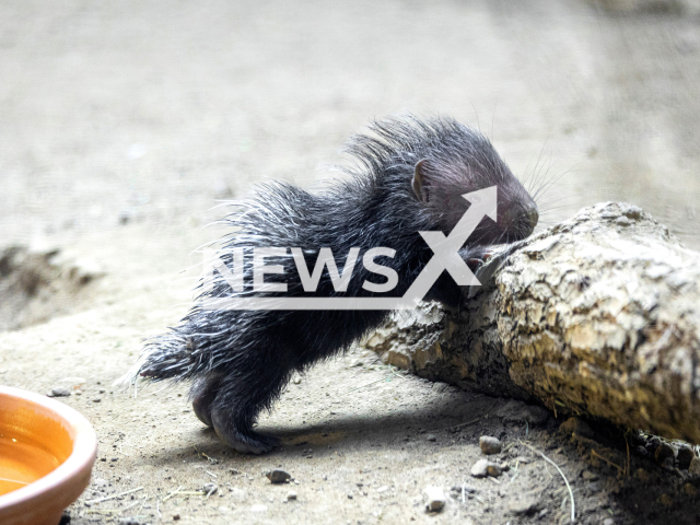 The Old World porcupine offspring that was born in the Zurich Zoo in Switzerland on 3rd May. Note: Licensed photo. (Zoo Zurich, Enzo Franchini/Newsflash)