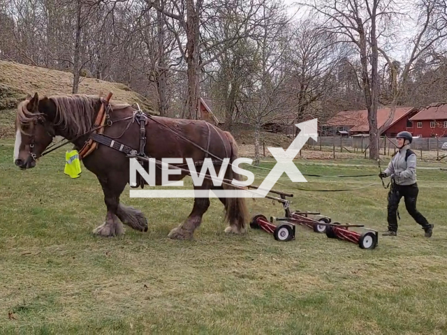 Horse helping to mow the lawn at Nordens Ark Zoo in Bohuslän, Sweden. Note: Picture is a screenshot from a video (@NordensArk/Clipzilla)