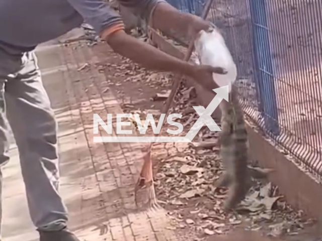 A tegu lizard bites the finger of a worker giving it water, on Tuesday, June 9, 2026, in Rondonopolis, Brazil. He had to have part of his finger amputated. Note: Photo is a screenshot from a video. (Newsflash/NX)