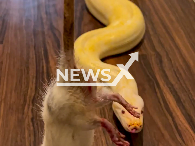 Burmese python feeds on a mouse in Los Angeles, California, USA. Note: This picture is a screenshot from the video (@theblackivory_/Clipzilla).