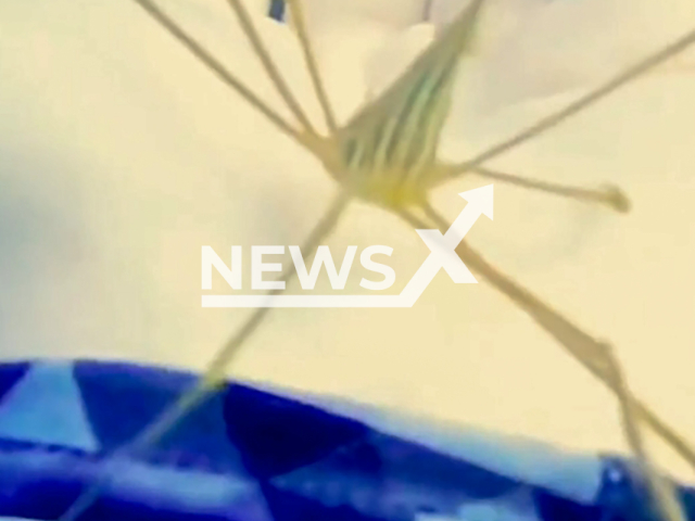 Arrow Crab playing with diver at Blue Heron Bridge in West Palm Beach Florida. Note: This picture is a screenshot from the video. (@marine.biology.daily, Zachariah Miller/Clipzilla)