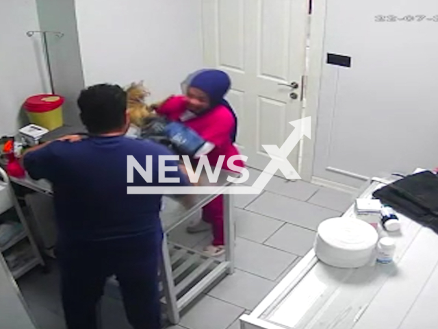 A stray cat brought to a veterinary clinic in Bursa for sterilization caused chaos before the surgery, July 22, 2026. Note: Photo is a screenshot from a video. (Newsflash/NX)