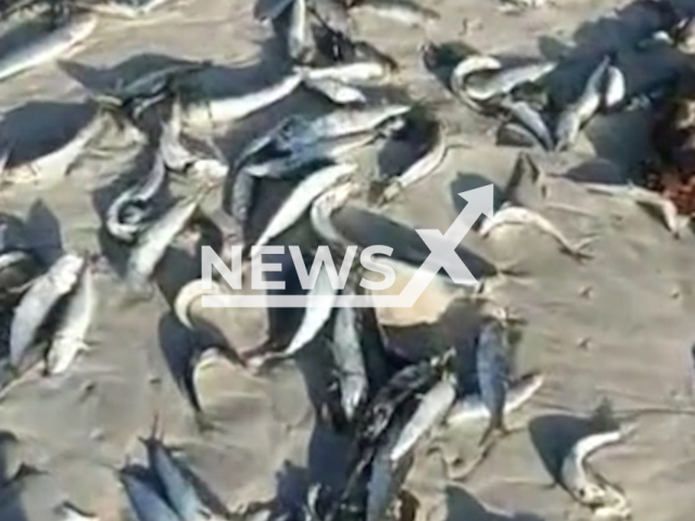 Video shows thousands of dead fish washed ashore at Bloubergstrand Beach, SA, Aug. 17, 2026. Note: Photo is a screenshot from a video. (@777nitro/Newsflash/NX)
