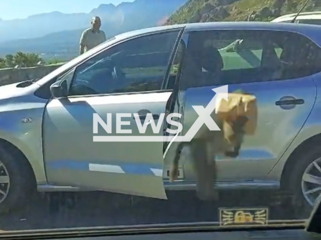Baboon opens car door and steals woman’s KFC in Cape Town, South Africa. Baboons are highly intelligent and have learnt to associate people and cars with food, making them aggressive sometimes. Note: Photo is a screenshot from a video. (@athini_mayekiso, Newsflash/NX)
