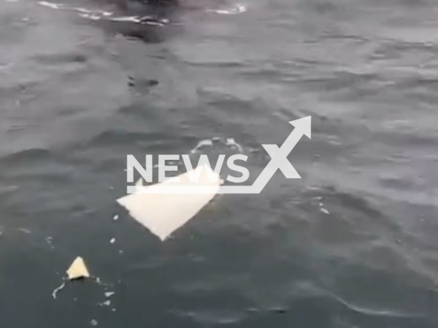 Four orcas attacked a boat in the Pontevedra estuary as it was returning to O Grove, Spain, Aug. 29, 2026. Note: Photo is a screenshot from a video. (Newsflash/NX)