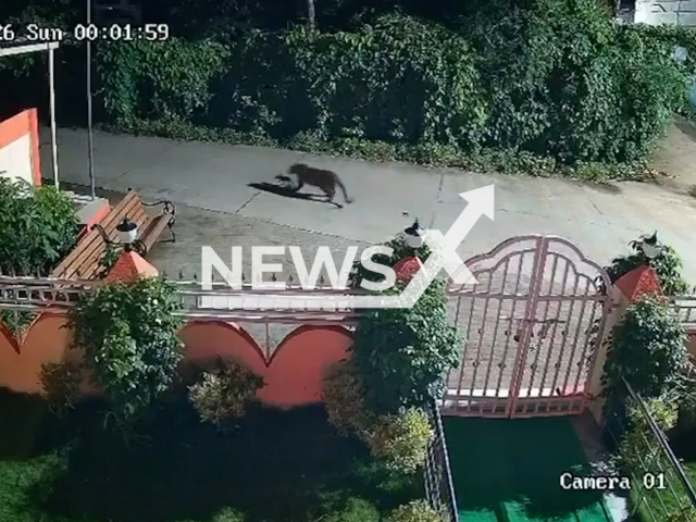 Leopard catches puppy and then lets it go in Maharashtra’s Palghar in India, Aug. 30, 2026. Note: Photo is a screenshot from a video. (Harrisons)