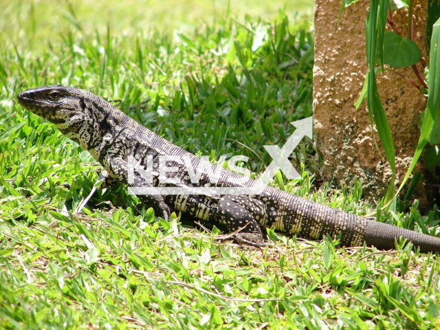 Picture shows An Argentine black and white tegu (Salvator merianae), undated. Note: Photo from Wikipedia. (Harrisons)