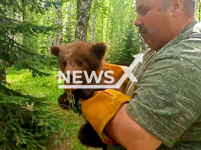 Police officers holding bear cub on the 22nd of May 2022 in Tomsk, Russia. Note: This picture is a screenshot from the video ( Tomsk police/Newsflash).