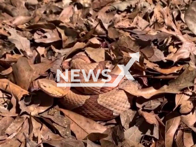 Camouflage of Southern copperhead snake (Agkistrodon contortrix contortrix) on March 19, 2022 in Louisiana, United States. Note: Photo is a screenshot from the video (@il_mayne/Newsflash)