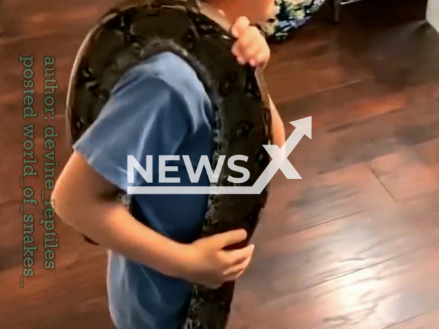 Fearless child from North Carolina carries a boa constrictor, a snake that is well known for squeezing its prey. Note: This picture is a screenshot from the video (@devine_reptiles/Newsflash).