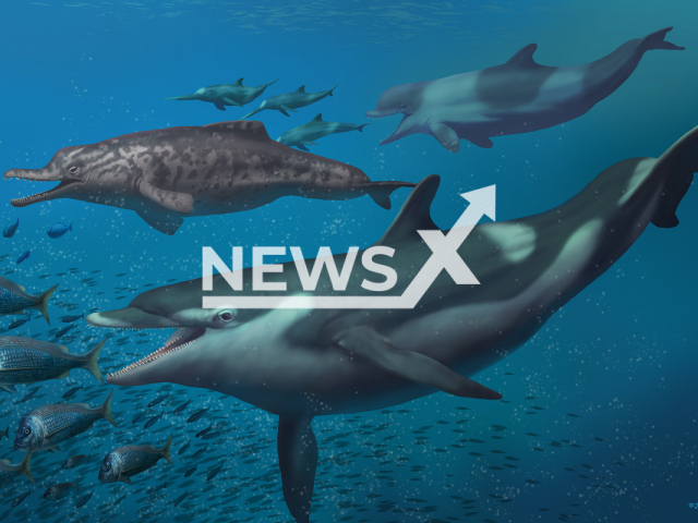 Life restoration of the dolphins described in this study: Kentriodon in the foreground, in the background a squalodelphinid (left) and a physeterid (right) chasing a group of eurhinodelphinids. Note: Licensed photo. (Jaime Chirinos/Newsflash)