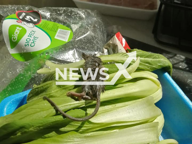 Raymond Lim found a dead rat in vegetables he bought from Giant's IMM outlet in Singapore in May 2022.
Note: Private photo(Raymond Lim/Newsflash).