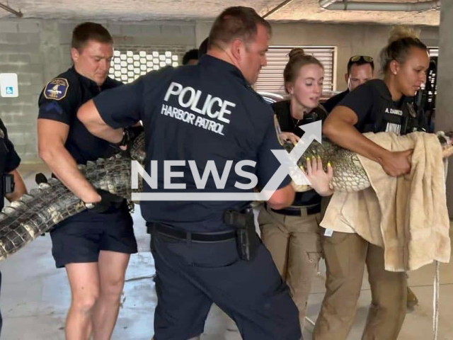 Authorities relocate alligator found in parking garage in Charleston, South Carolina. Note: Police photo(City of Charleston Police Department/Newsflash)