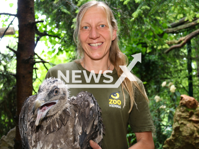 Animal keeper Regina Riegler with the young bearded vulture at the Tiergarten Schonbrunn Zoo in the Austria capital Vienna. Note: Licensed photo. (Tiergarten Schonbrunn, Barbara Feldmann/Newsflash)