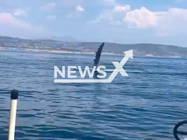 Whale waving to the patrol in Dana Point, California. Note: This picture is a screenshot from the video (OCSD Harbor Patrol/Clipzilla).