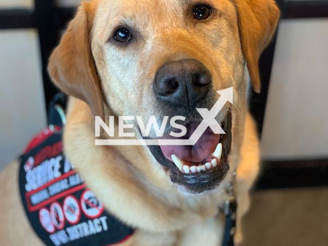 The service dog, named Jake, was assigned to owner Haylee Graves, 28, from Massachusetts state, USA. Note: We have obtained permission for this photo (@jakethes.d/Newsflash)