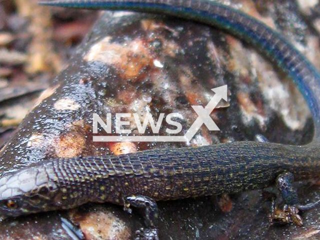 Proctoporus katerynae, was discovered in the buffer zone of the Machiguenga Communal Reserve near Cusco, Peru, and named after renowned biologist Kateryn Pino Bolaños. Note: Licensed picture (Sernanp/Newsflash)