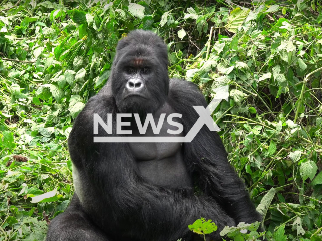 An illustrative image of a gorilla. Note: Picture is a screenshot from a video (Newsflash)