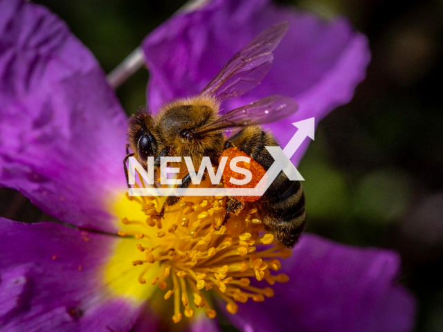 Illustrative image: Honeybee harvesting pollen and carrying it to its pollen basket. Note: Licensed photo. (Yannis Varouhakis (instagram.com/varouhakis)/Newsflash)