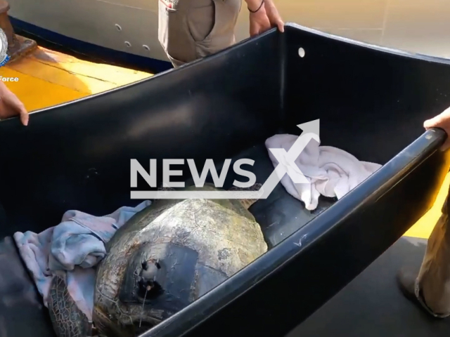 Marine Area Command joined their friends at Taronga Zoo about to release turtle back into the wild, in Sydney, Australia. Note: This picture is a screenshot from the video (TheNSWPolice/Clipzilla).