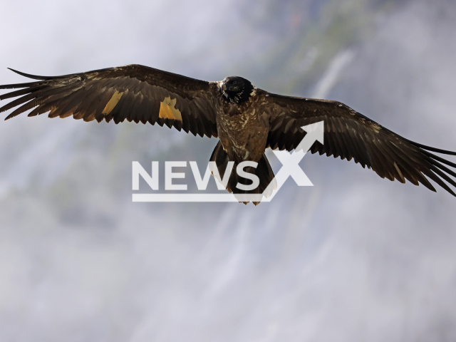 Young bearded Vulture who disappeared named Wally found dead in May 2022. 
Note: Licensed photo(Markus Leitner/Newsflash).