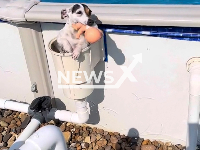 Jack Russell discovers a new way to get out of the pool in Johnston City, Illinois on the 25th of May 2022. Note: This picture is a screenshot from the video (@melissaksims/Newsflash).