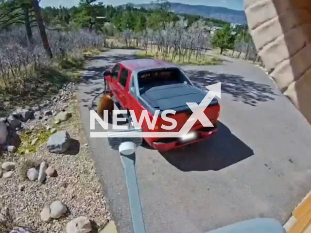 Bear attempts to enter a man's truck, on the 29th of April, in Larkspur, Colorado. Note: This picture is a screenshot from the video (CPW NE Region/Newsflash).