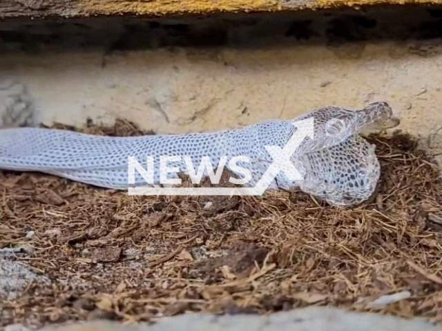 The shed skin of a rough scaled python (Morelia carinata), a female born in 2019 in the Netherlands. Note: Photo is a screenshot from the video (@northernreptiles/Newsflash)