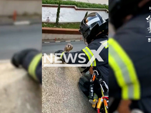 Firefighters rescue a falcon off the ledge of a building in Madrid, Spain. Note: This picture is a screenshot from the video (@BomberosMad/Clipzilla).