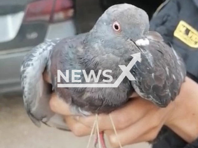 The pigeon that tried to carry drug inside a prison in Peru in May 2022. Note: Police photo(@PoliciaPeru/Newsflash).