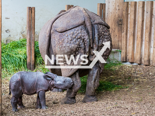 The little Indian rhino (Rhinoceros unicornis) that was recently born at the Basel Zoo located in Switzerland, alongside his mum Quetta, aged 28. Note: Licensed photo. (Zoo Basel/Newsflash)