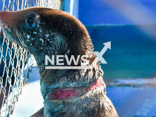 South American Two-Haired Sea Lion wounded in the neck by a plastic band. Note: Licensed photo(Fundacion Mundo Marino/Newsflash).