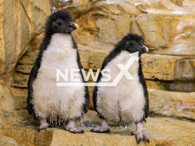 The Southern Rockhopper penguins with their chicks at the Vienna Zoo in Austria. Note: Licensed content. (Daniel Zupanc/Newsflash)