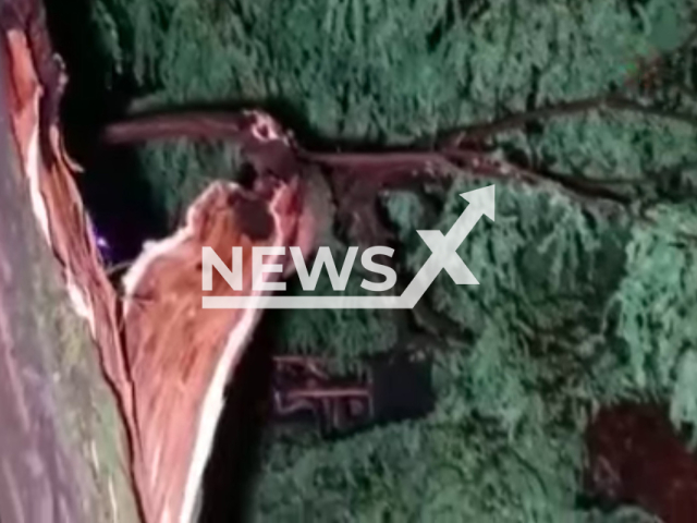 A pine tree fell over a cafe in Aydin, Turkey. Note: Picture is a screenshot from a video (Newsflash)