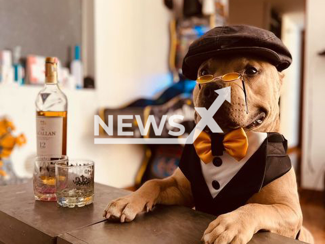 Dog dressed up like Tommy Shelby from 'Peaky Blinders' in adorable bogota, Colombia. Note: We have obtained permission for this photo (@vikingo606/Newsflash)