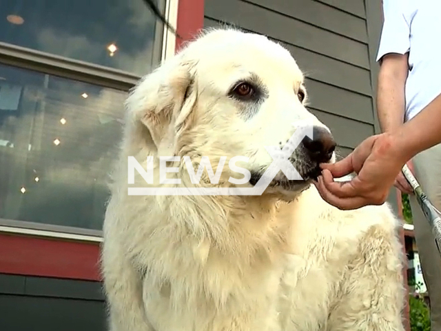 Leo, a 7-year-old Great Pyrenees, a representative of the Graham County District Attorney’s Office offered in terms of a plea deal to have the vocal cords of the dog removed surgically, they would drop all charges, in May, 2022, in North Carolina, USA.
Note: Photo is a screenshot from a video. (Newsflash)