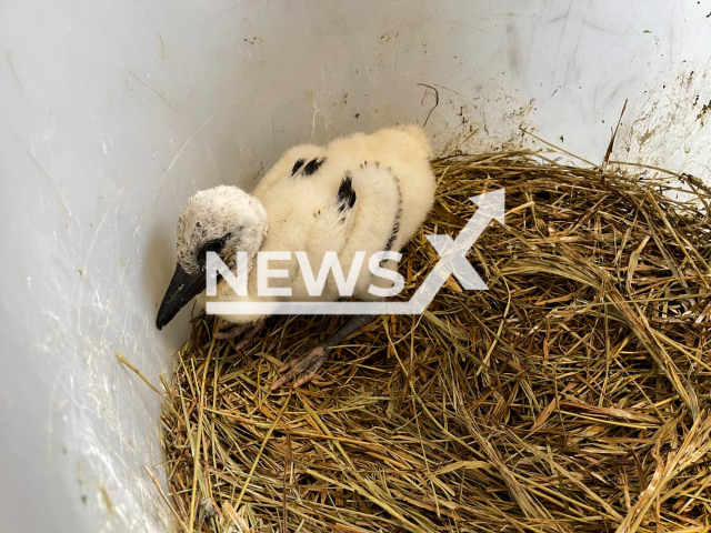 The young stork chick after it was rescued at the Zurich Zoo in Switzerland. Note: Licensed photo. (Zoo Zurich, Nicole Schnyder/Newsflash)