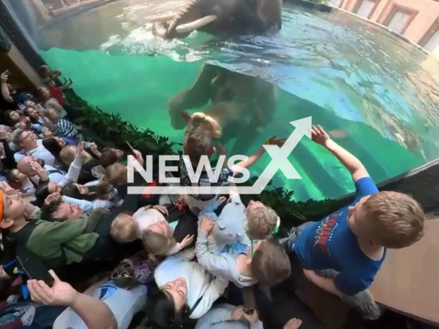 Elephants taking a bath in Zoo Lodz in Poland. Note: Photo is a screenshot from the video (@zoolodz/Newsflash)