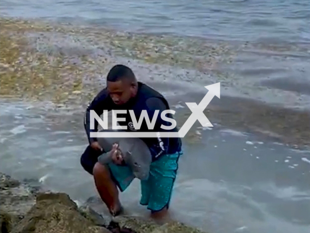 Team member of The Clearwater Marine Aquarium Research Institute rescued a female manatee calf on the 27th of May 2022 in Belize. Note: Picture is a screenshot from a video (Clearwater Marine Aquarium/Newsflash)