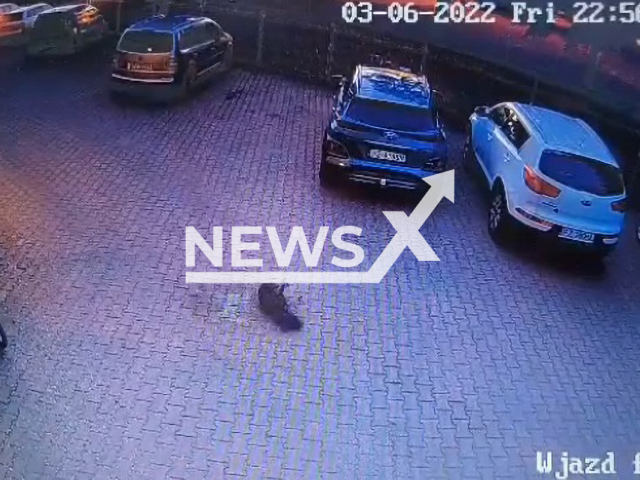 Dog thrown from balcony falls on the ground in Kostrzyn, Poland. Note: Picture is a screenshot from a video (@fundacja.Mondo.Cane/Newsflash)